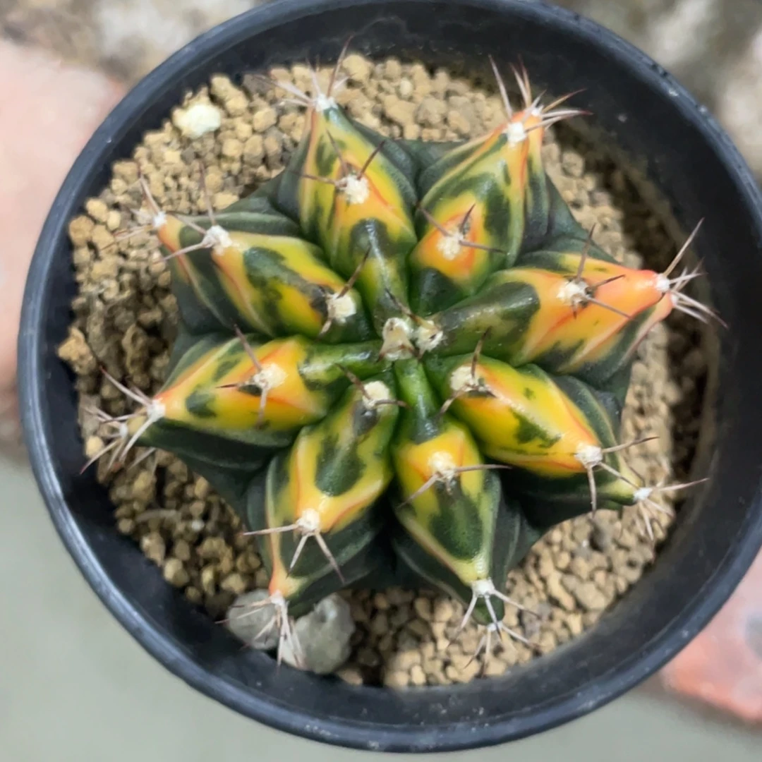 当前无花朵，栽培后可花朵橘黄虎斑规律V背锦