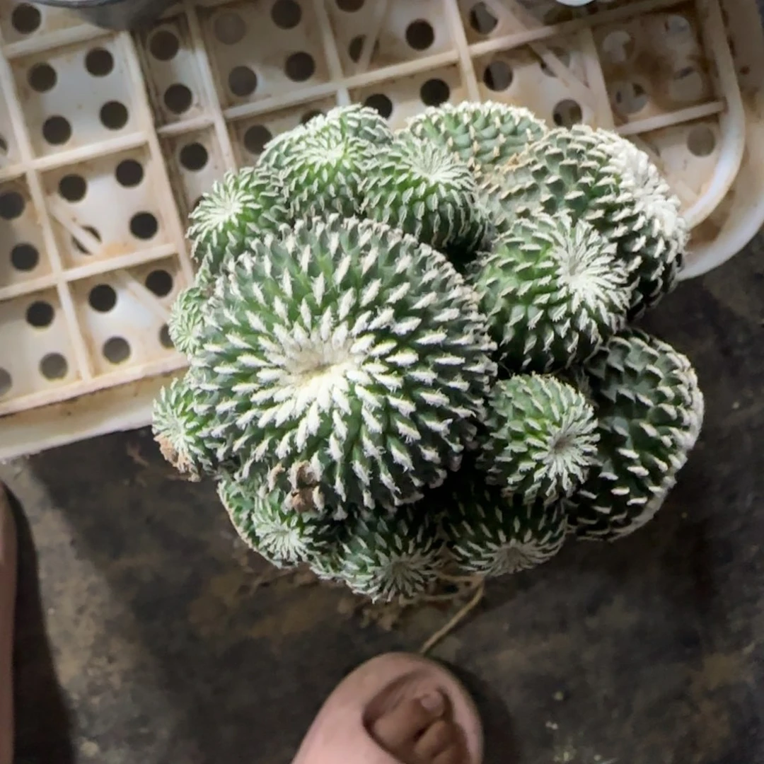 01刺缀精巧殿多肉
