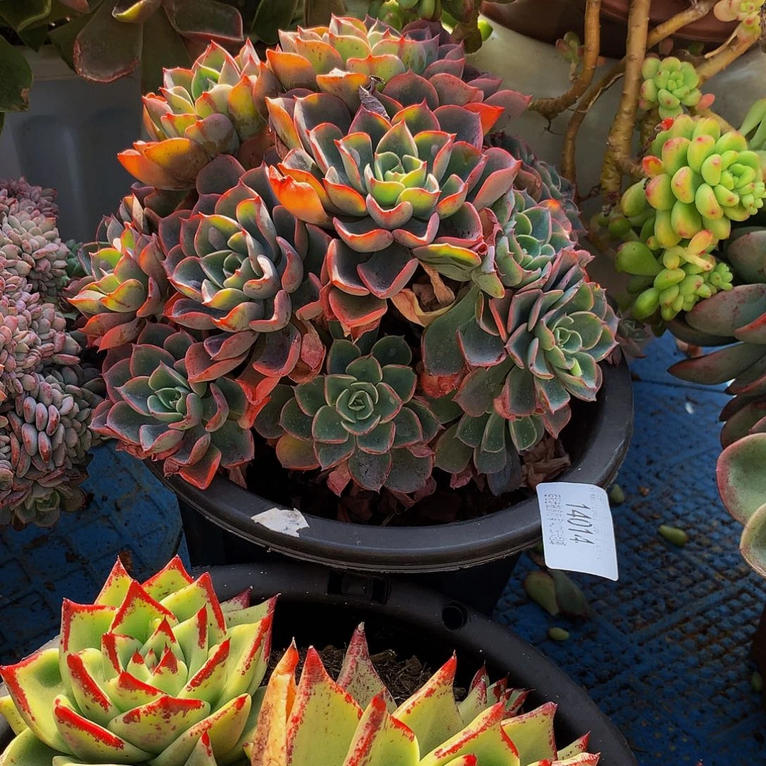 文***谊雨滴14014多肉多肉