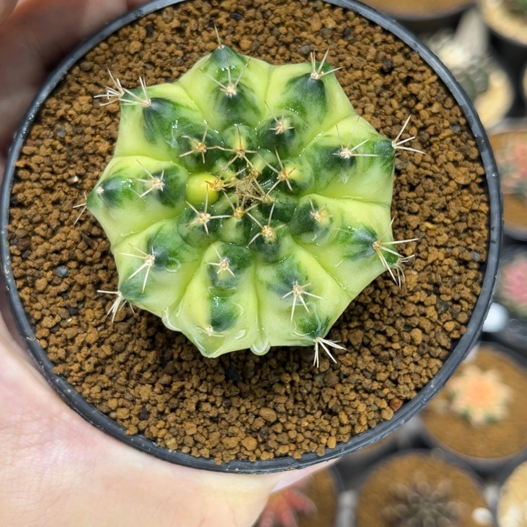 ****GAs绿月亮全品侧芽