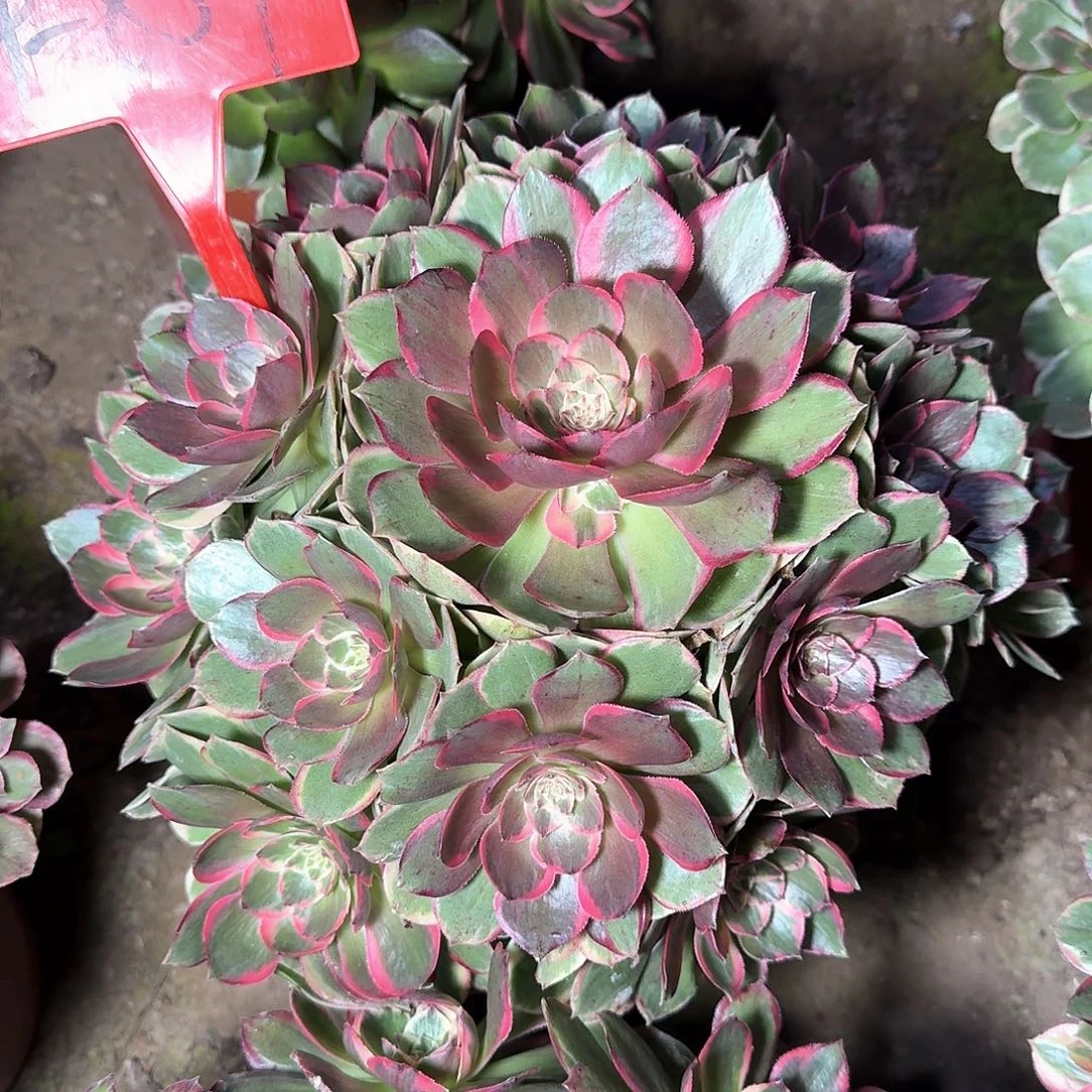 4-854粉花妖多肉法师铭文