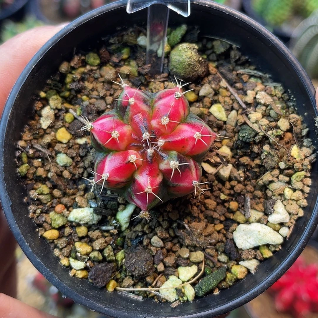 1-191名品上海侧芽3厘米