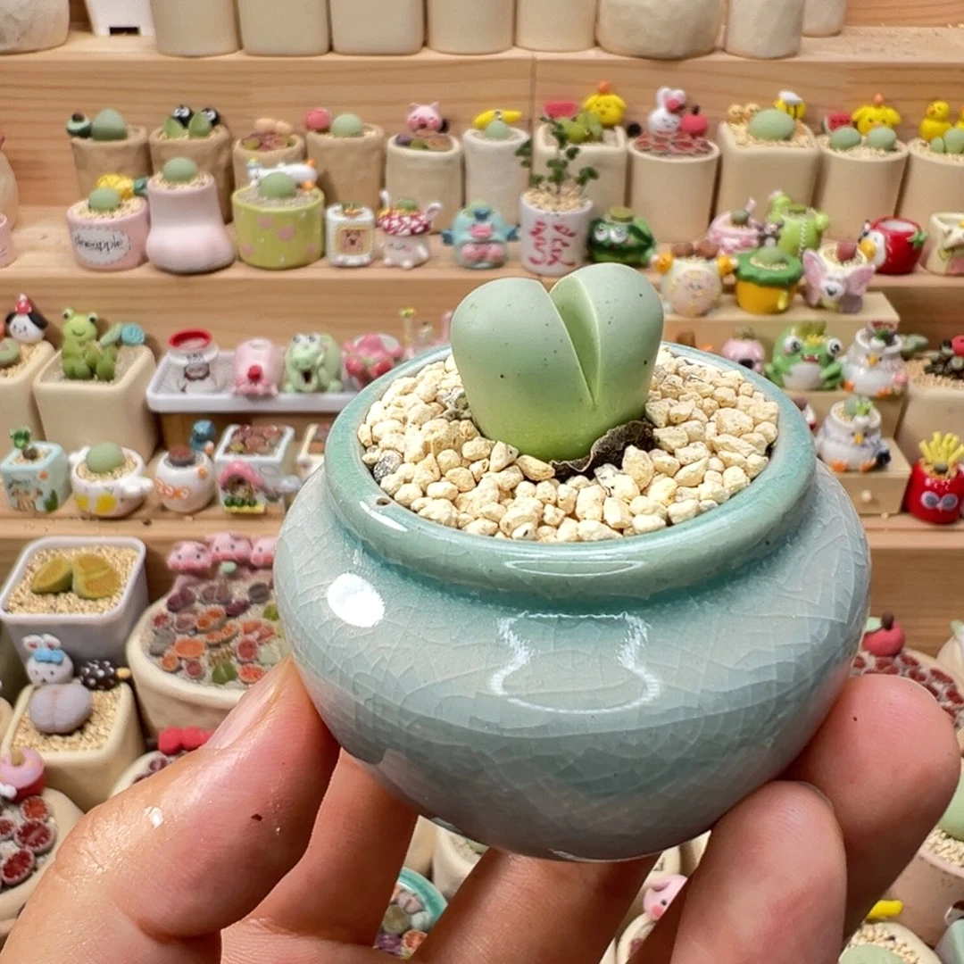 多肉植物119号元宝