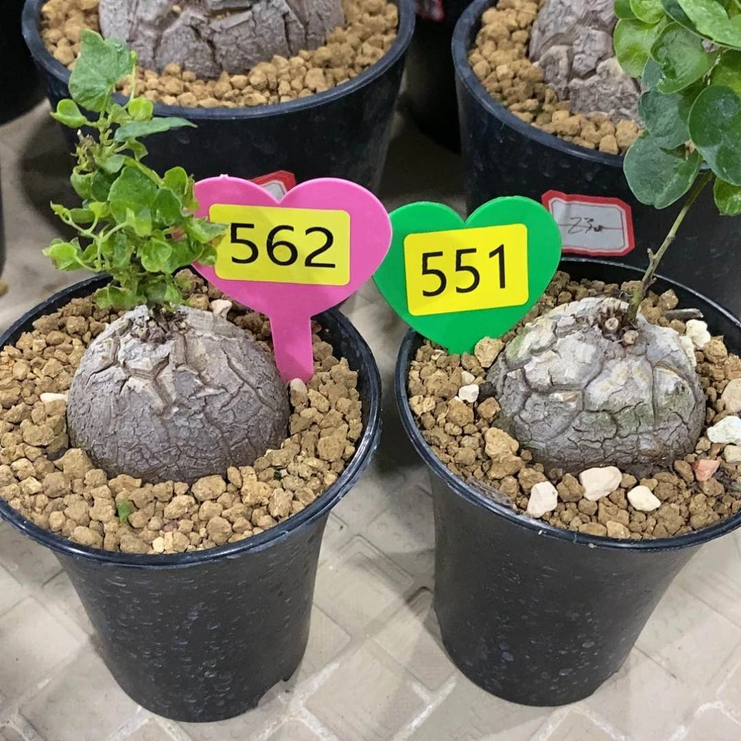 洛*南非龟甲龙龟甲龙