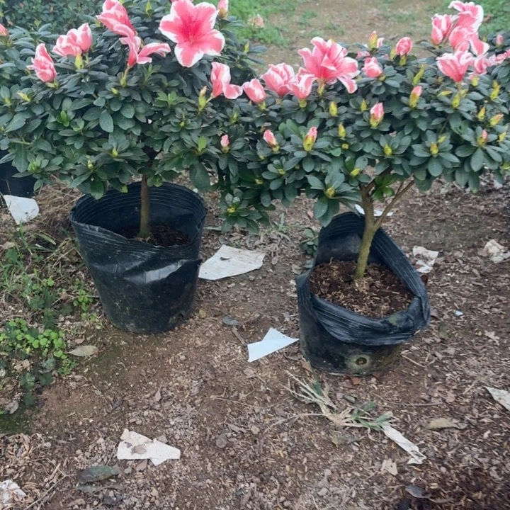 完全开放粉百合杜鹃花