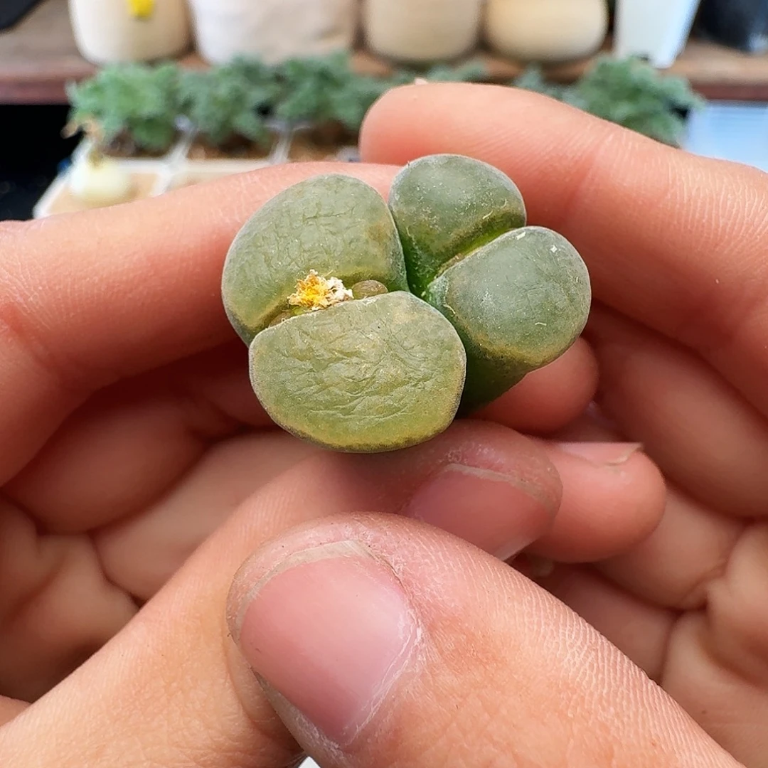 多肉植物福利肉锥320