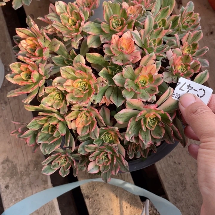 477甜茶多肉123456789