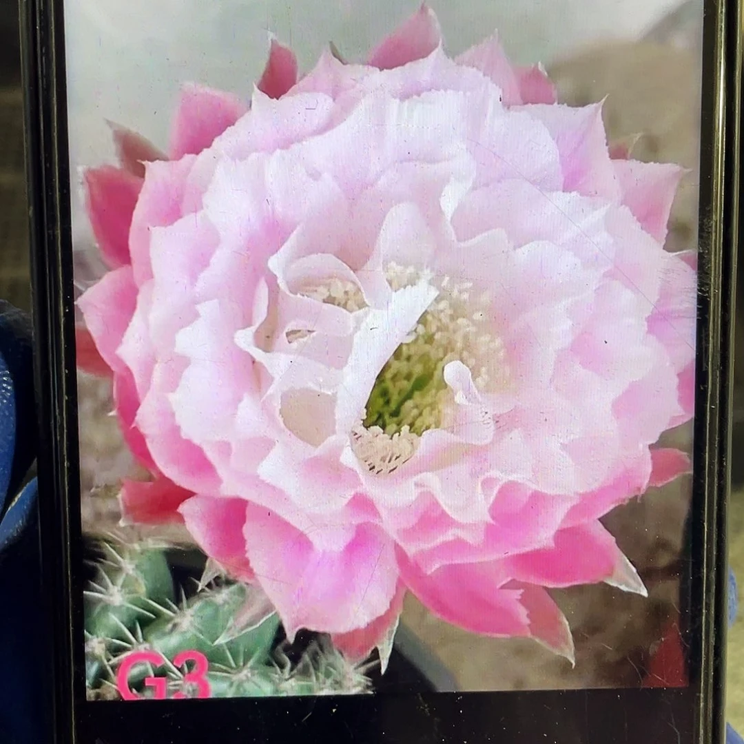 G3侧芽歪4公分以上满18包邮