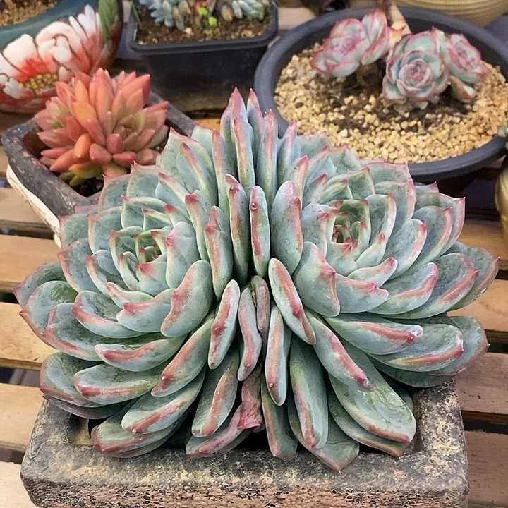 春****多肉植物肉肉植物