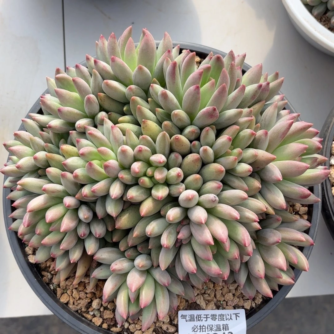 0243岩字美人多肉植物