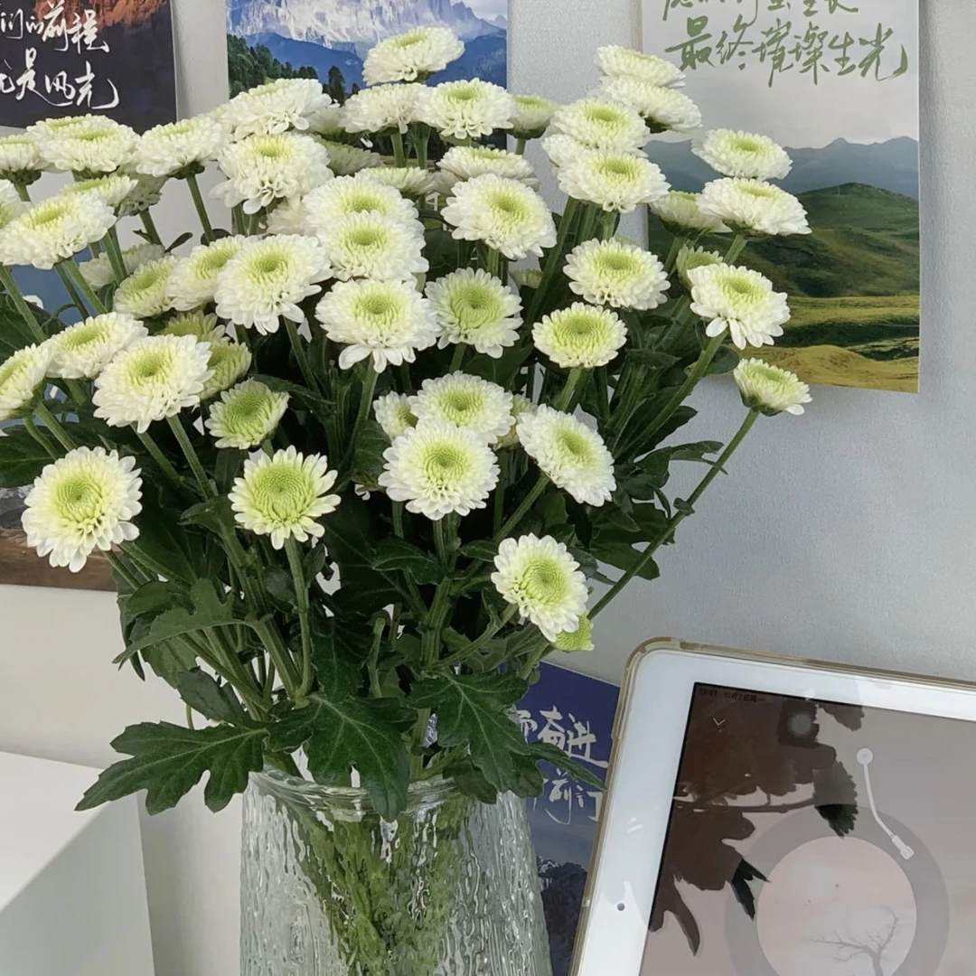 【杨鹏鲜花】科隆香水 小菊 超长待机 云南鲜花包邮