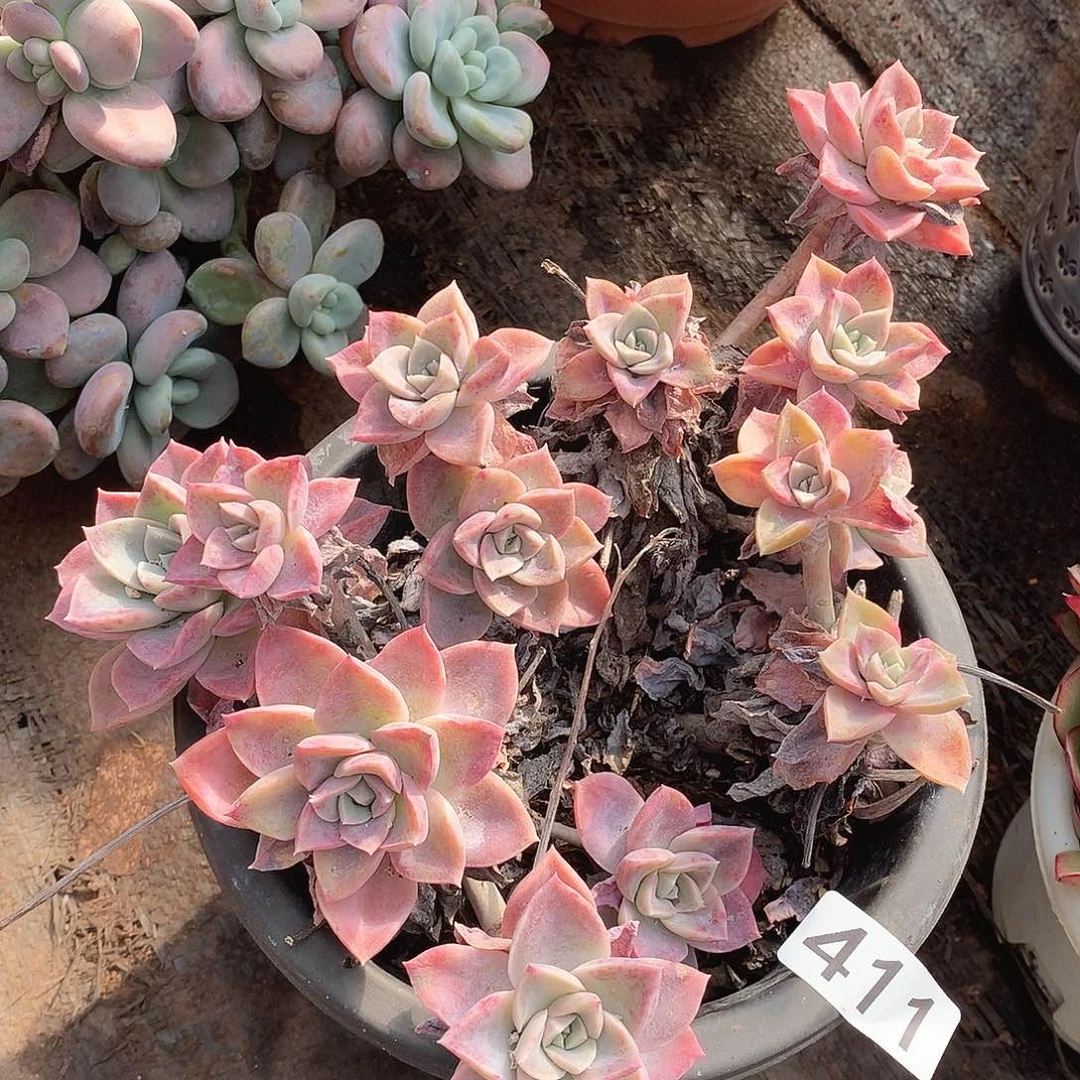 411哈利一物一拍多肉