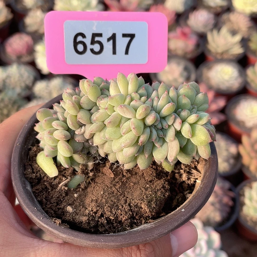 泡***沫6517号多肉植物盆栽