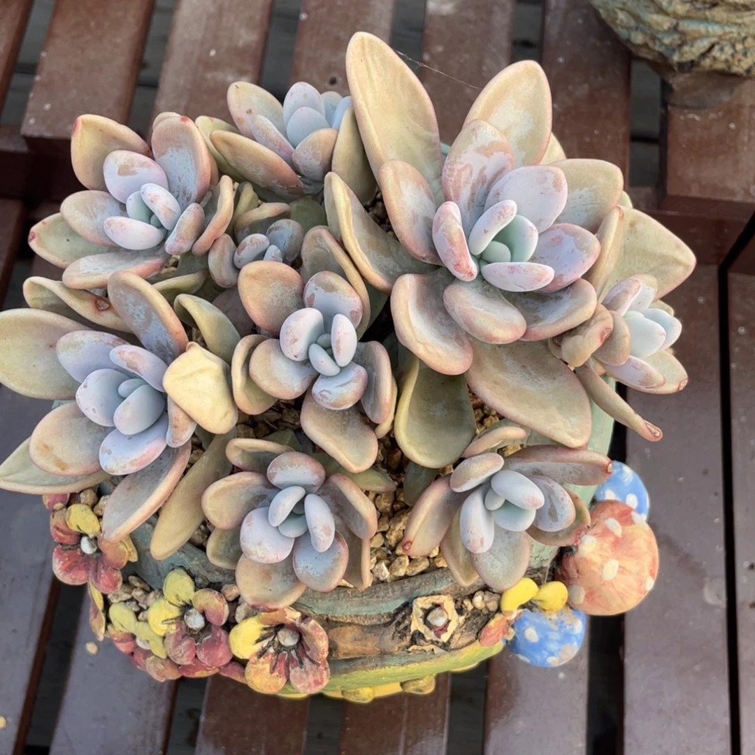 10头粉兔群生无砍无摘平头