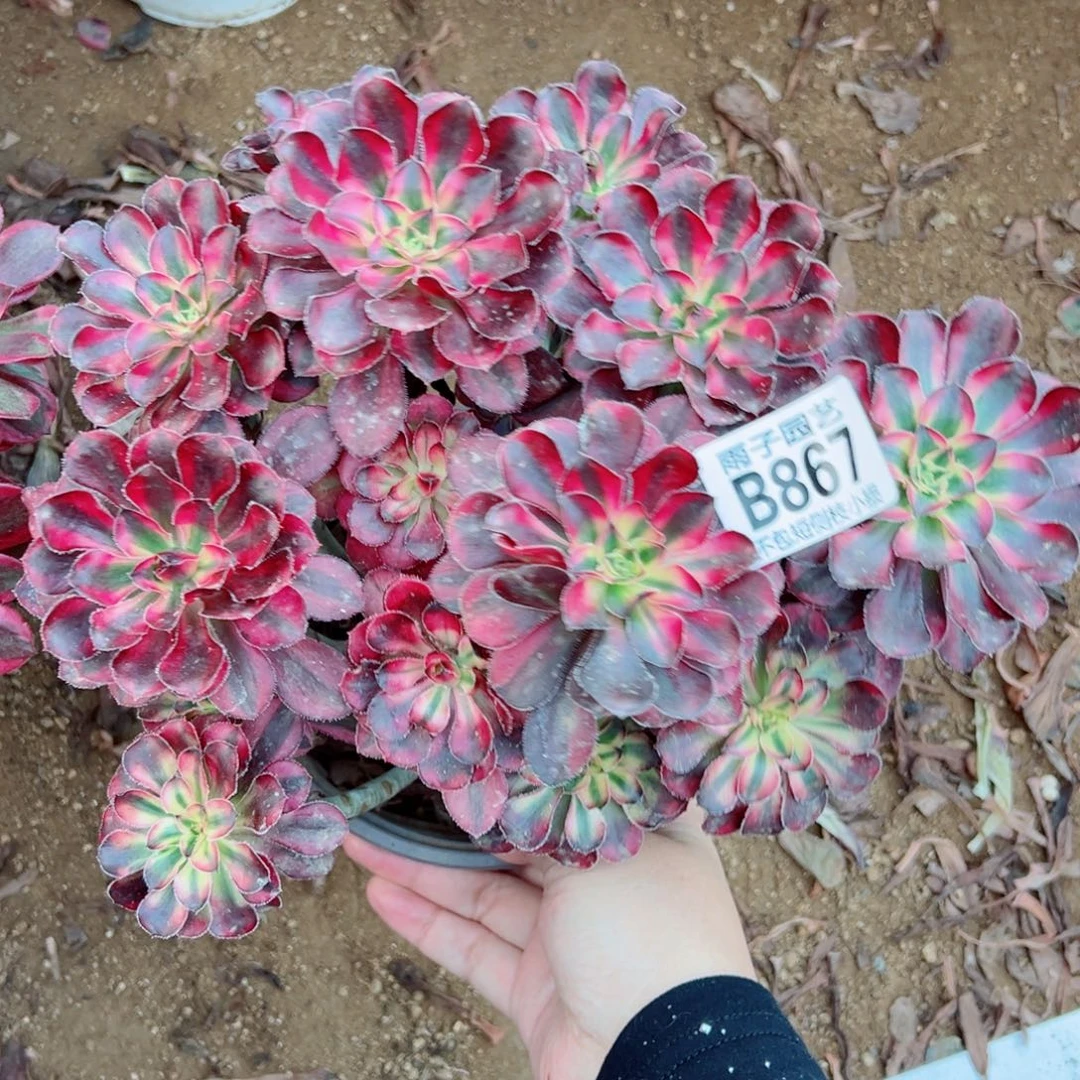 断枝香奈儿多肉植物867号