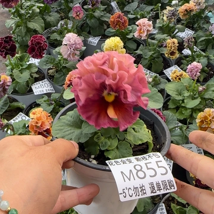 无花朵M855小苗苗晃零下5勿拍