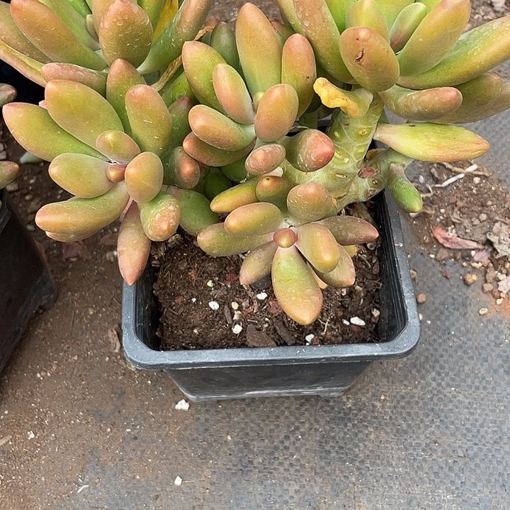 用***8完全开放多肉植物，一物一拍