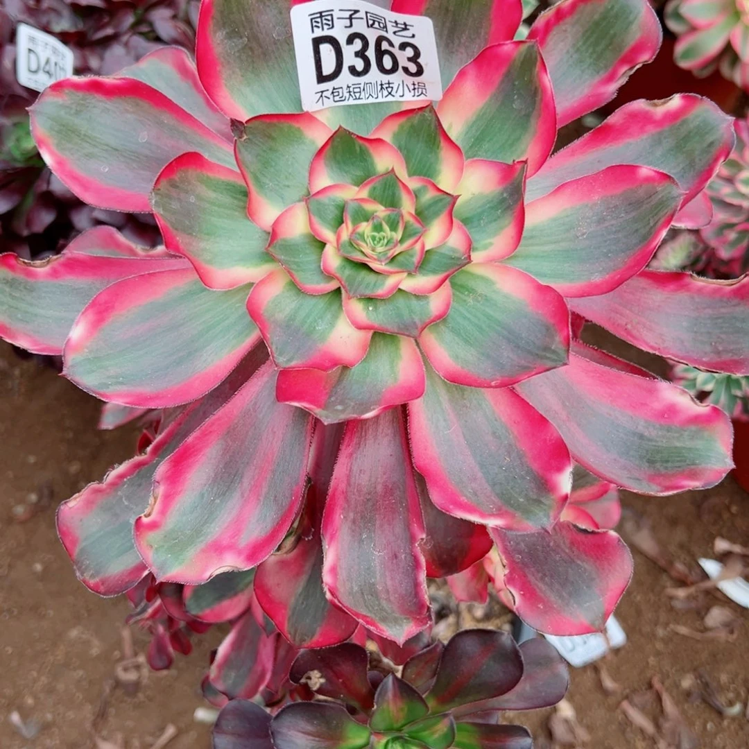 363乌毒景雨子多肉植物