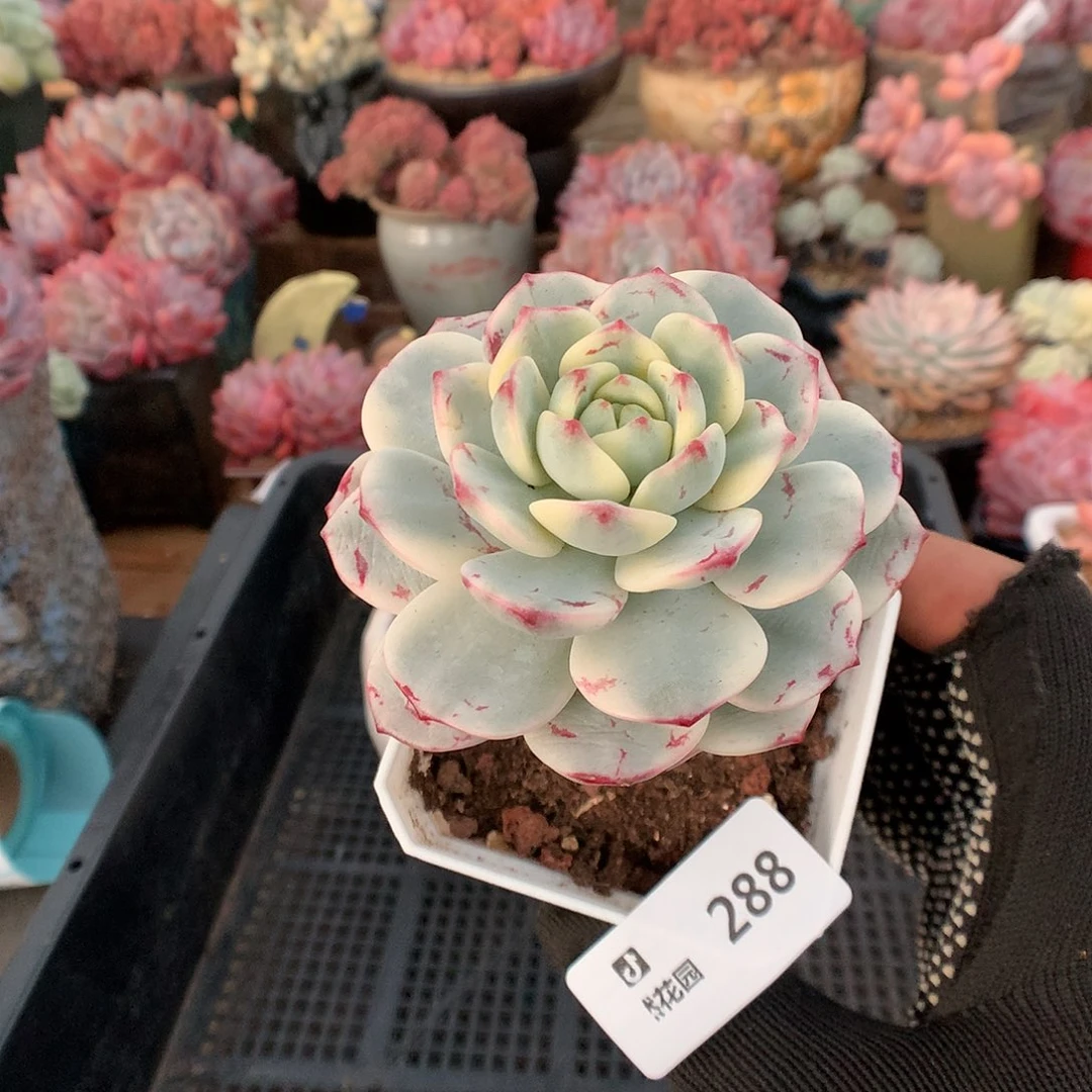 288香草锦多肉植物6666