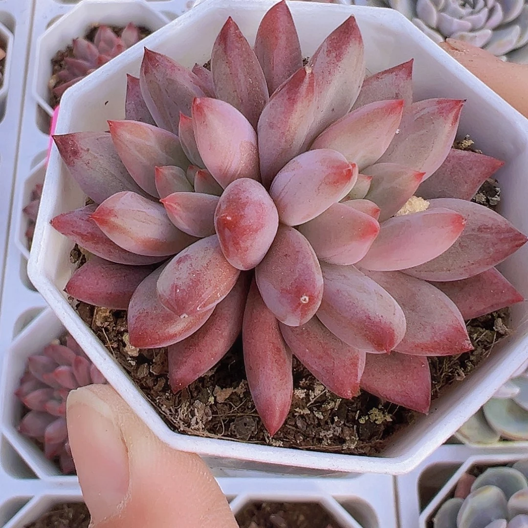 双头车厘子19包邮多肉