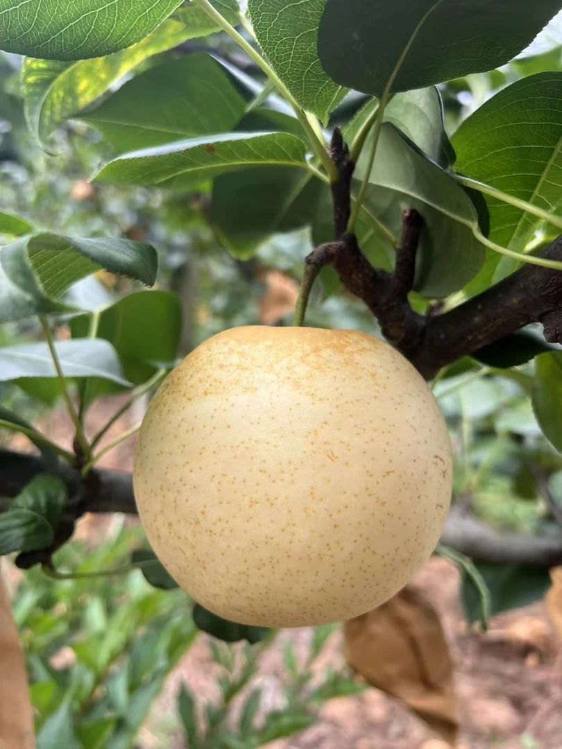 「元哥甄选」苍溪精品高山白皮翠冠梨（中果）