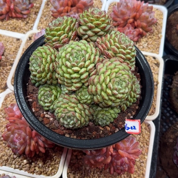 天****精品多肉植物老桩随机发一棵珍妮新品