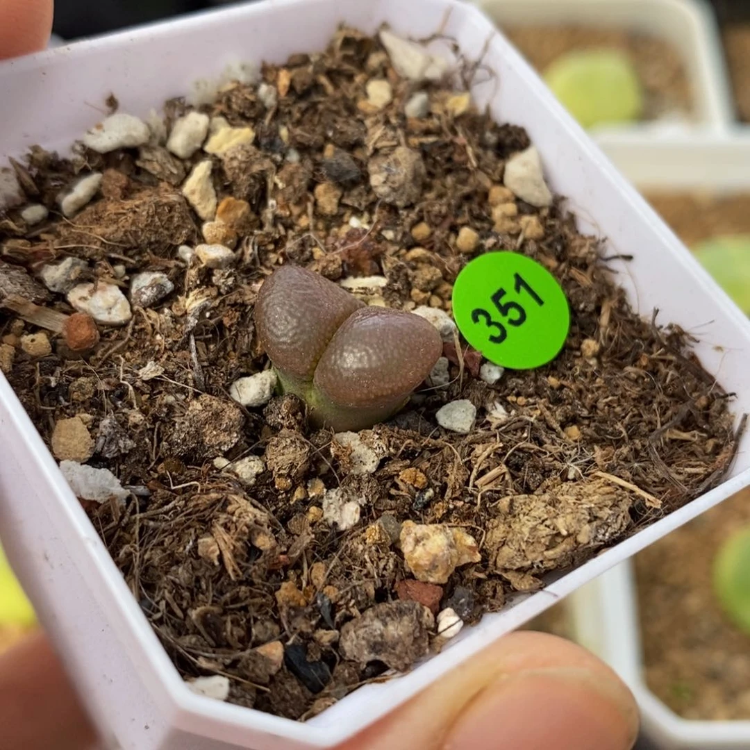 漂亮风铃多肉带盆351