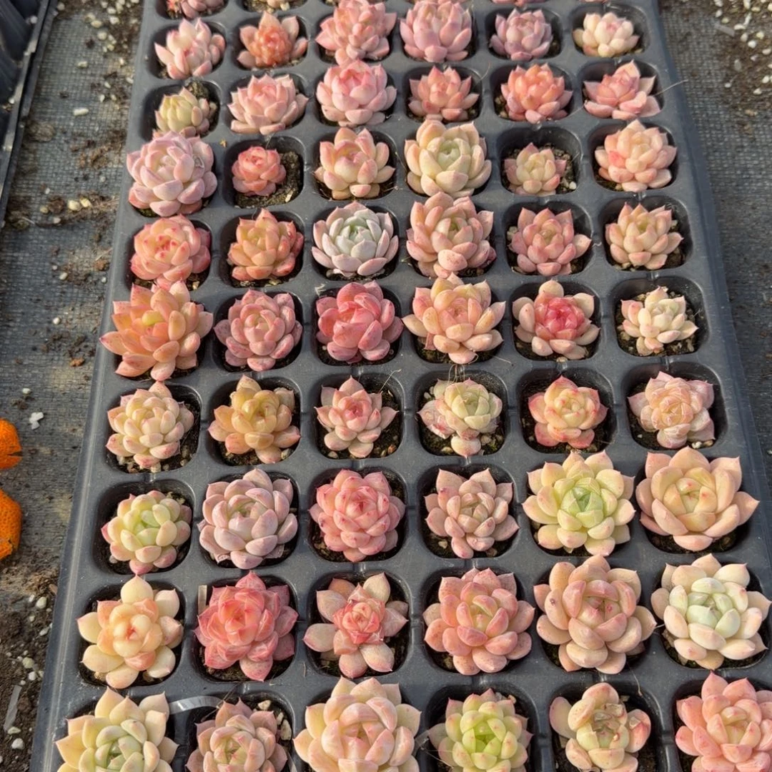 未选育珍妮穴盘一盘量拍29-9