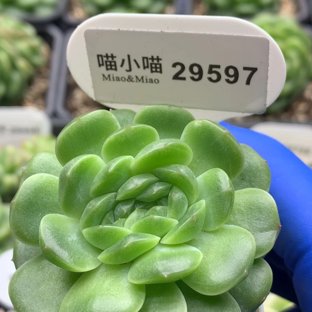 多肉植物杂交珍妮