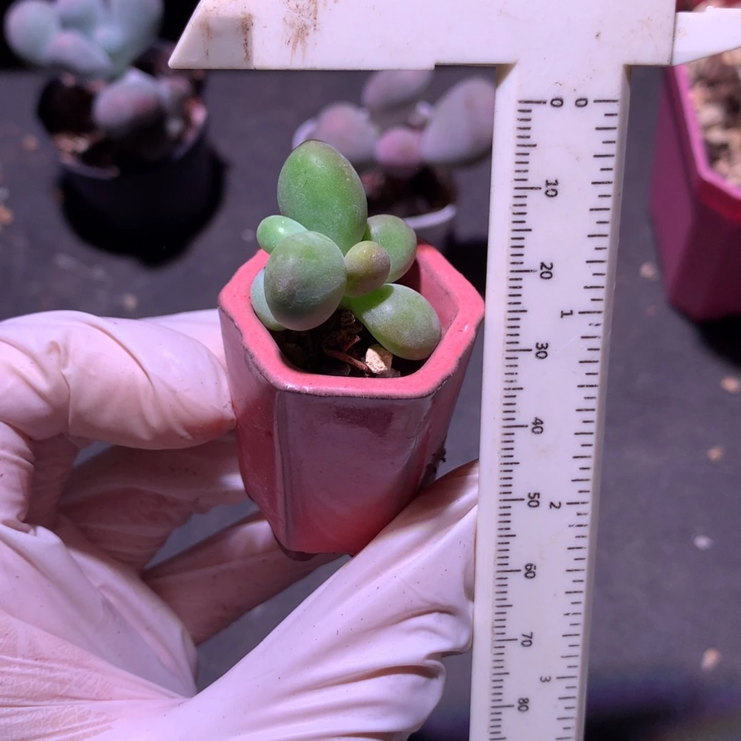 芒果奶酪多肉芒果奶