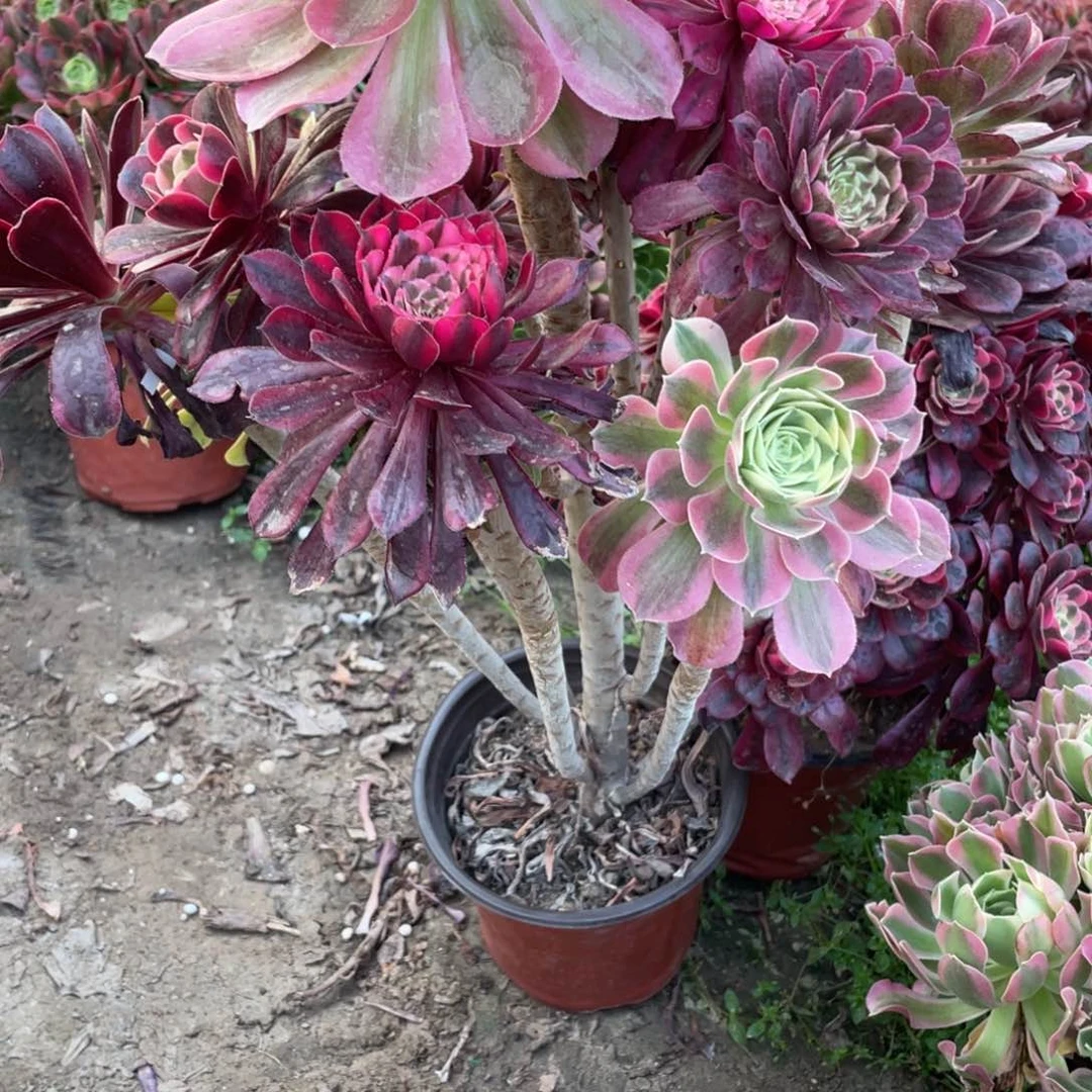 石*娃100000000000009