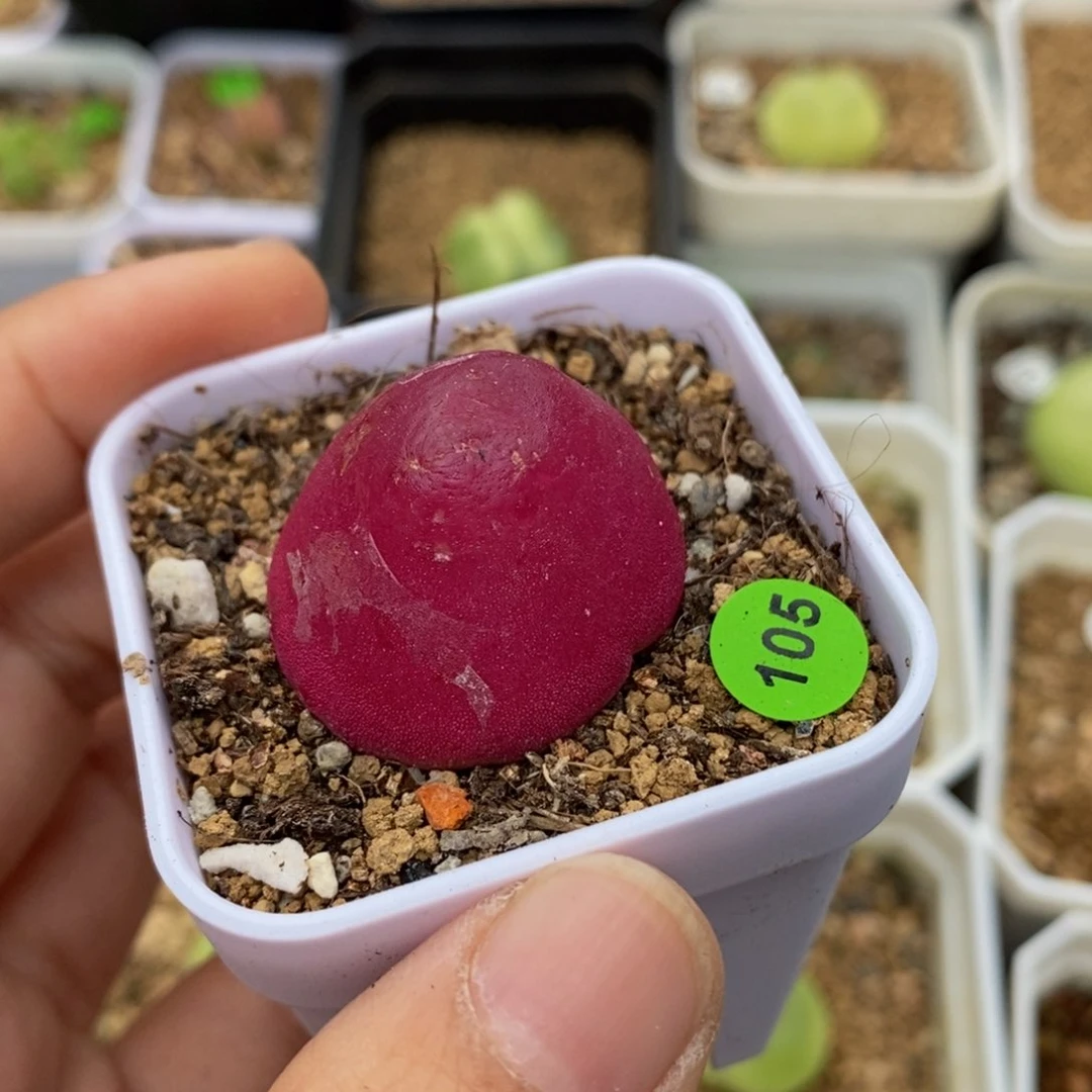 灯泡（小瑕疵点）2.7-3cm多肉带盆105