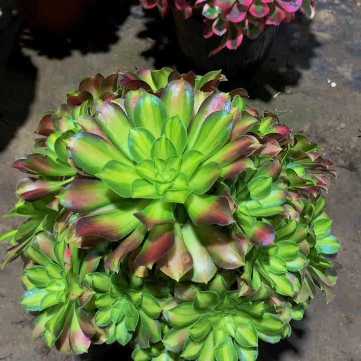 无花朵韶华000000000