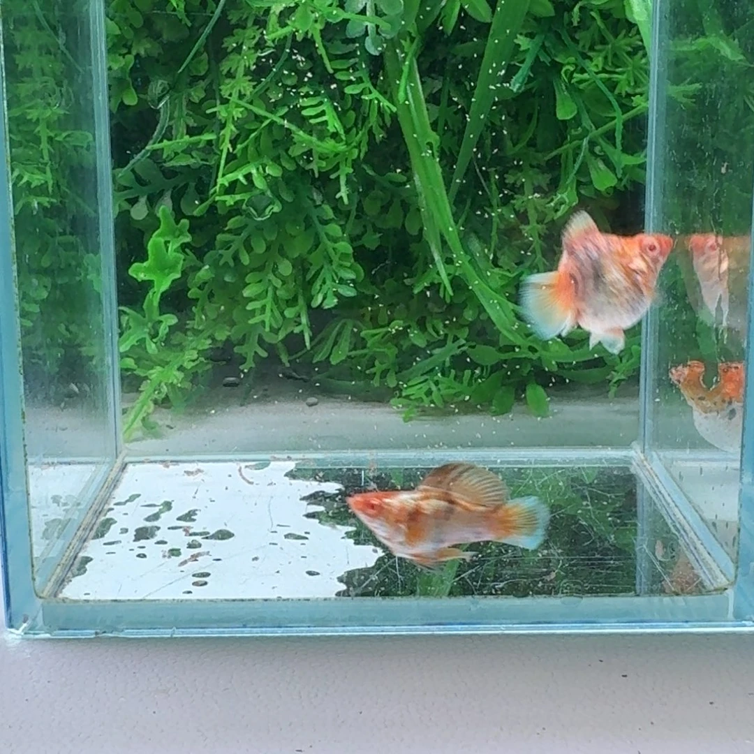 黑玛丽鱼104号玛丽2条