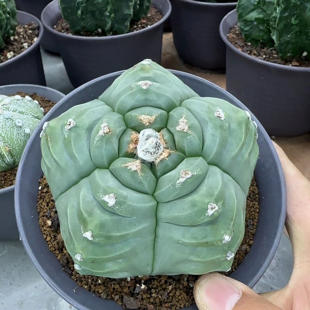 龟甲鸾凤玉实生根002