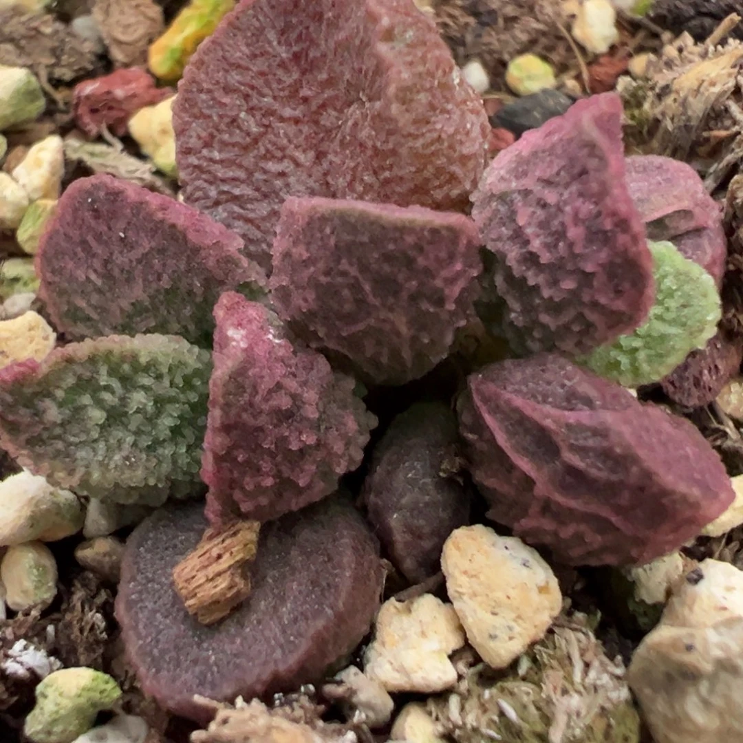 实生新品大苗多肉植物水泡