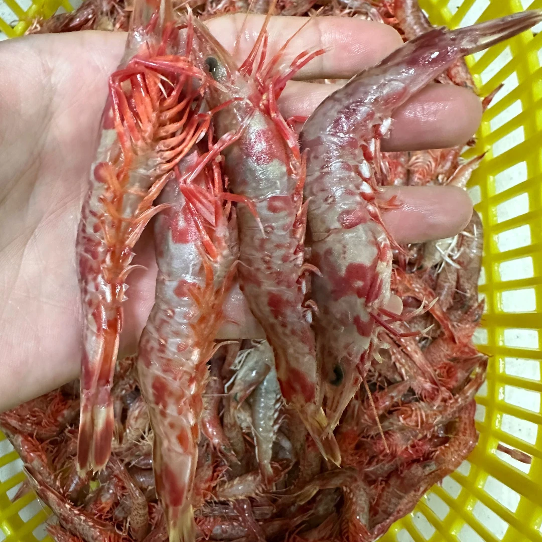 湛江本港樱花虾赤米虾新鲜好吃 加海水速冻锁鲜
