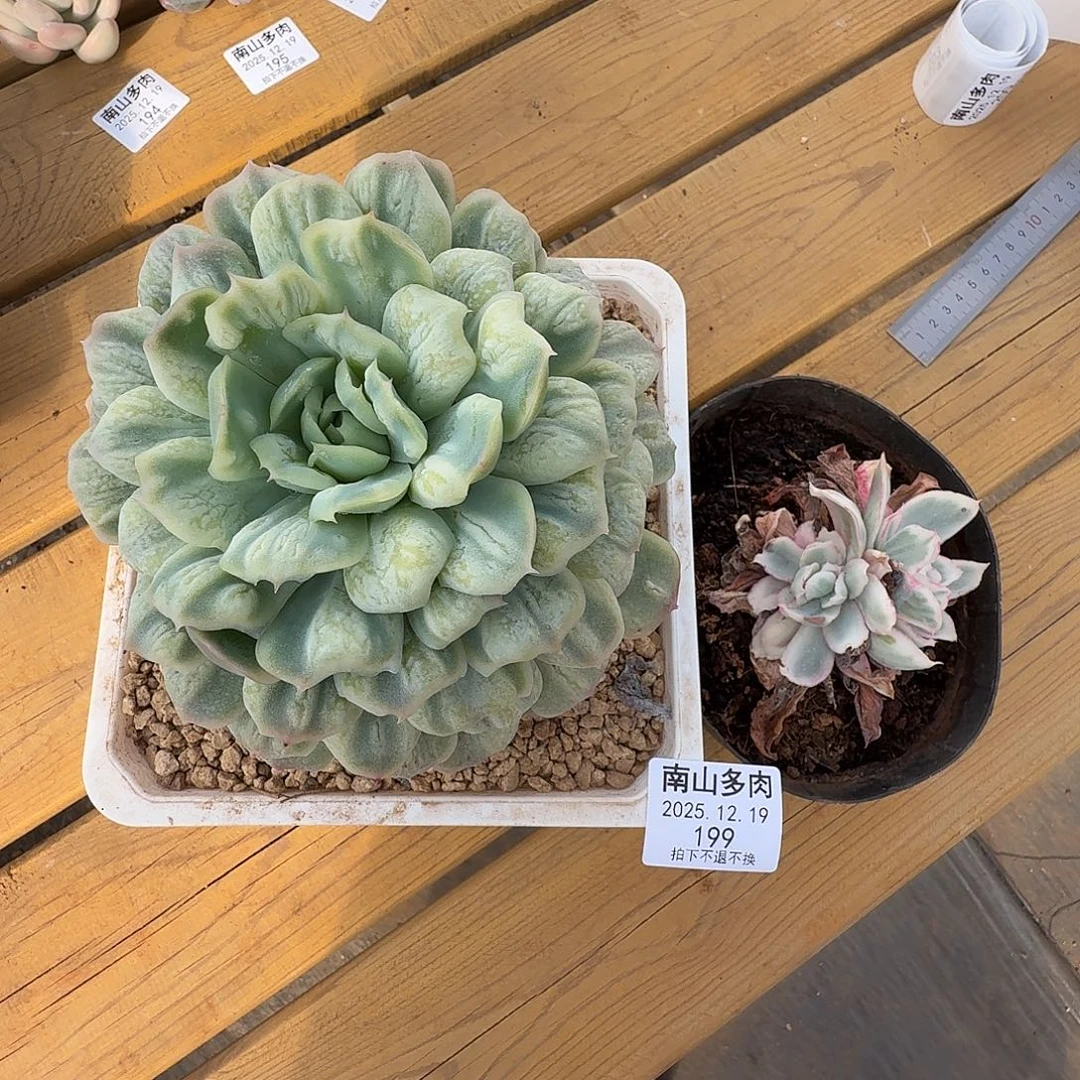 姬***君石化泡泡莎111219-199