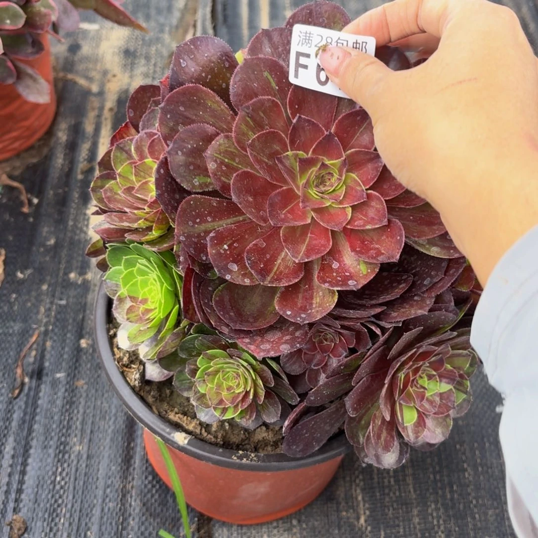 无花朵644多肉植物捧花的