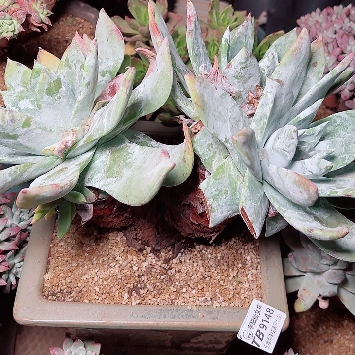 9148普芙拇指仙女杯多肉