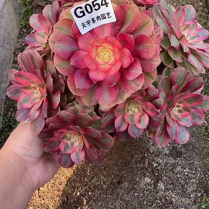 多肉植物火龙果054多肉
