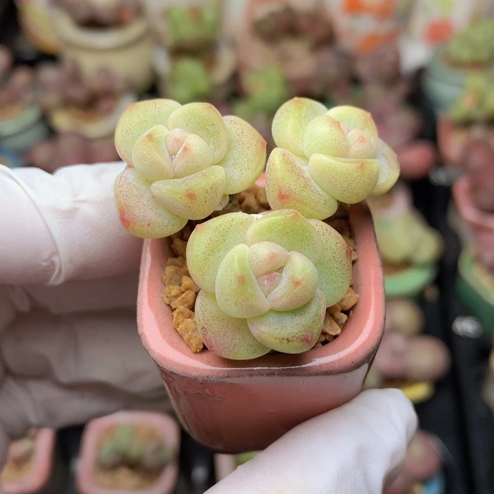 小脸冰玉 3头 木质