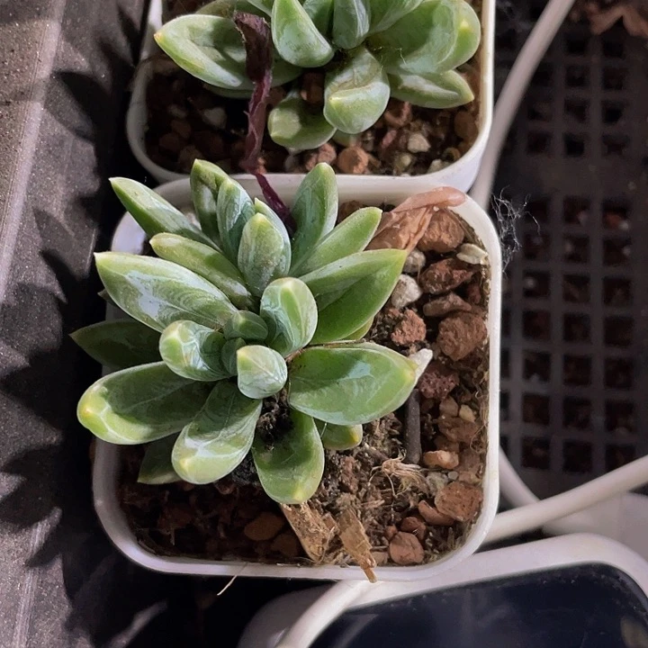 唐抓2.8带盆土发