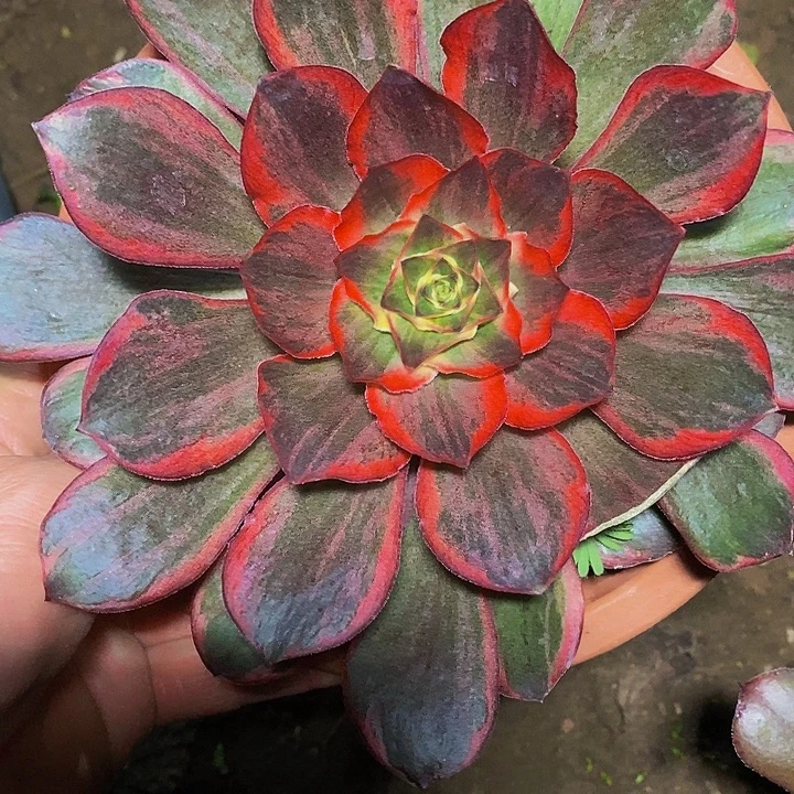 纳福法师多肉植物