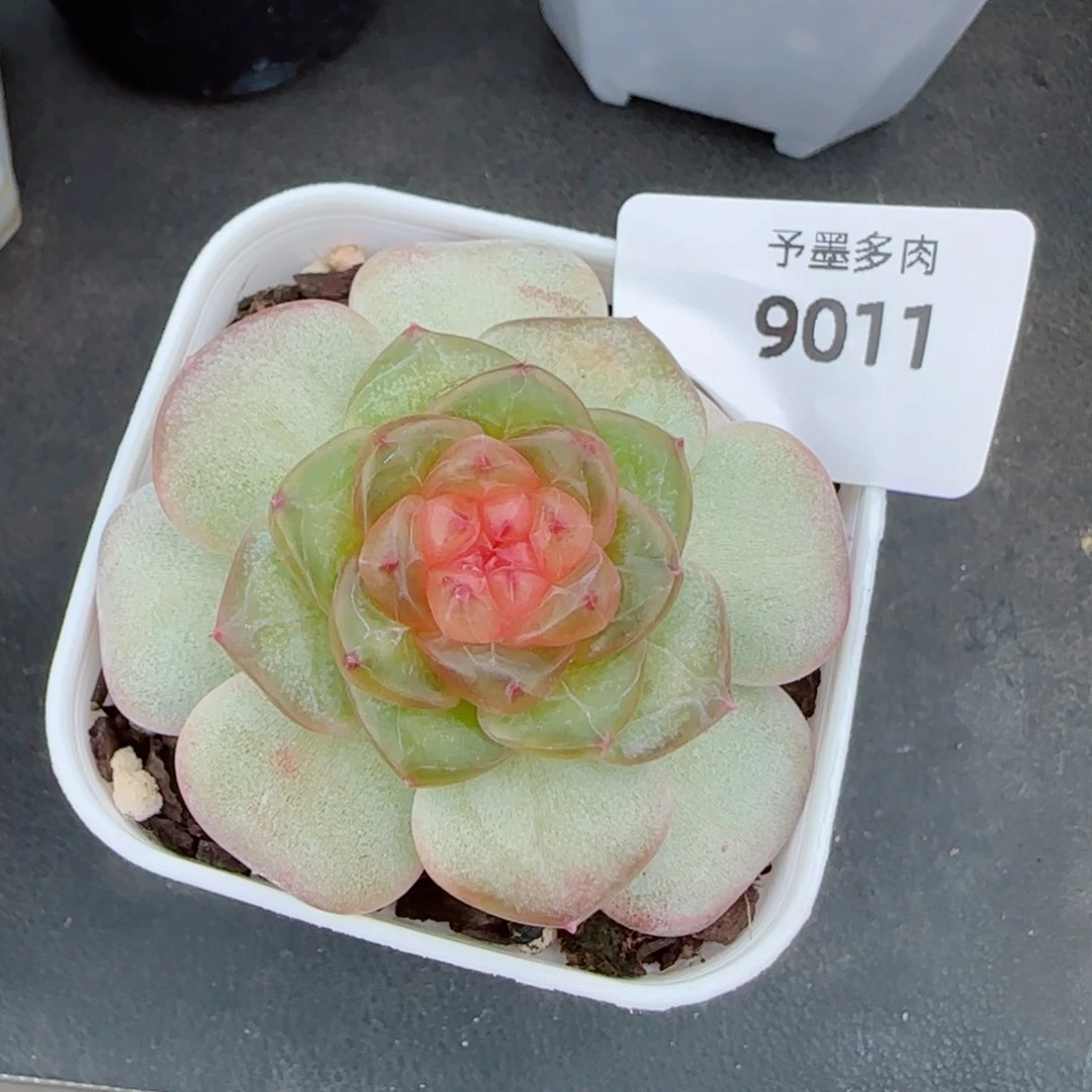果冻糖，9011多肉植物