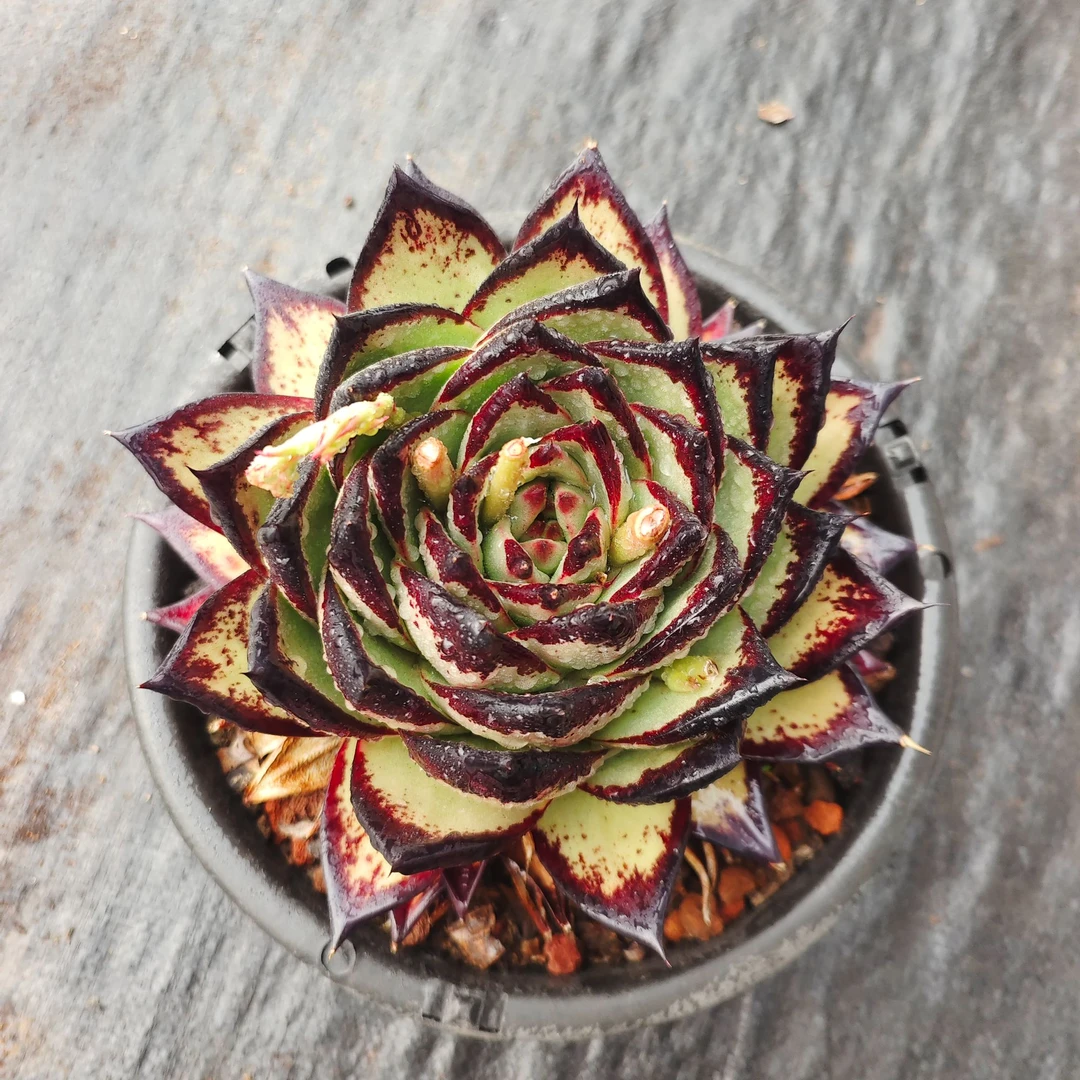 【乌木黑檀汁】多肉植物 老桩玫瑰多肉植物庭院美观好养新手适合