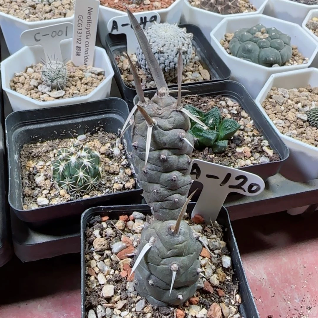 x*yA120武藏野多肉