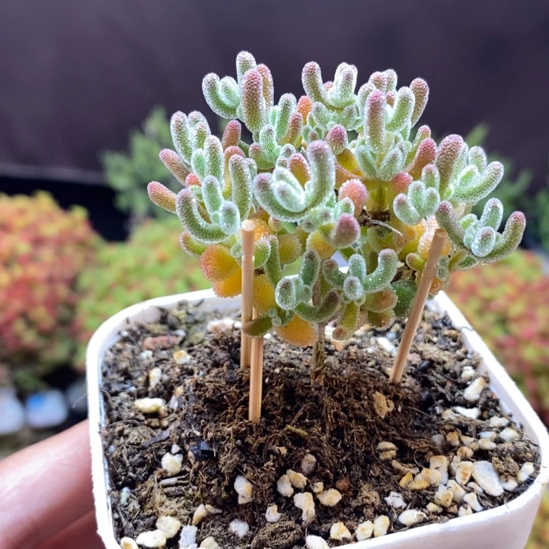 无花朵113号优选冰晶枝干（直杆）