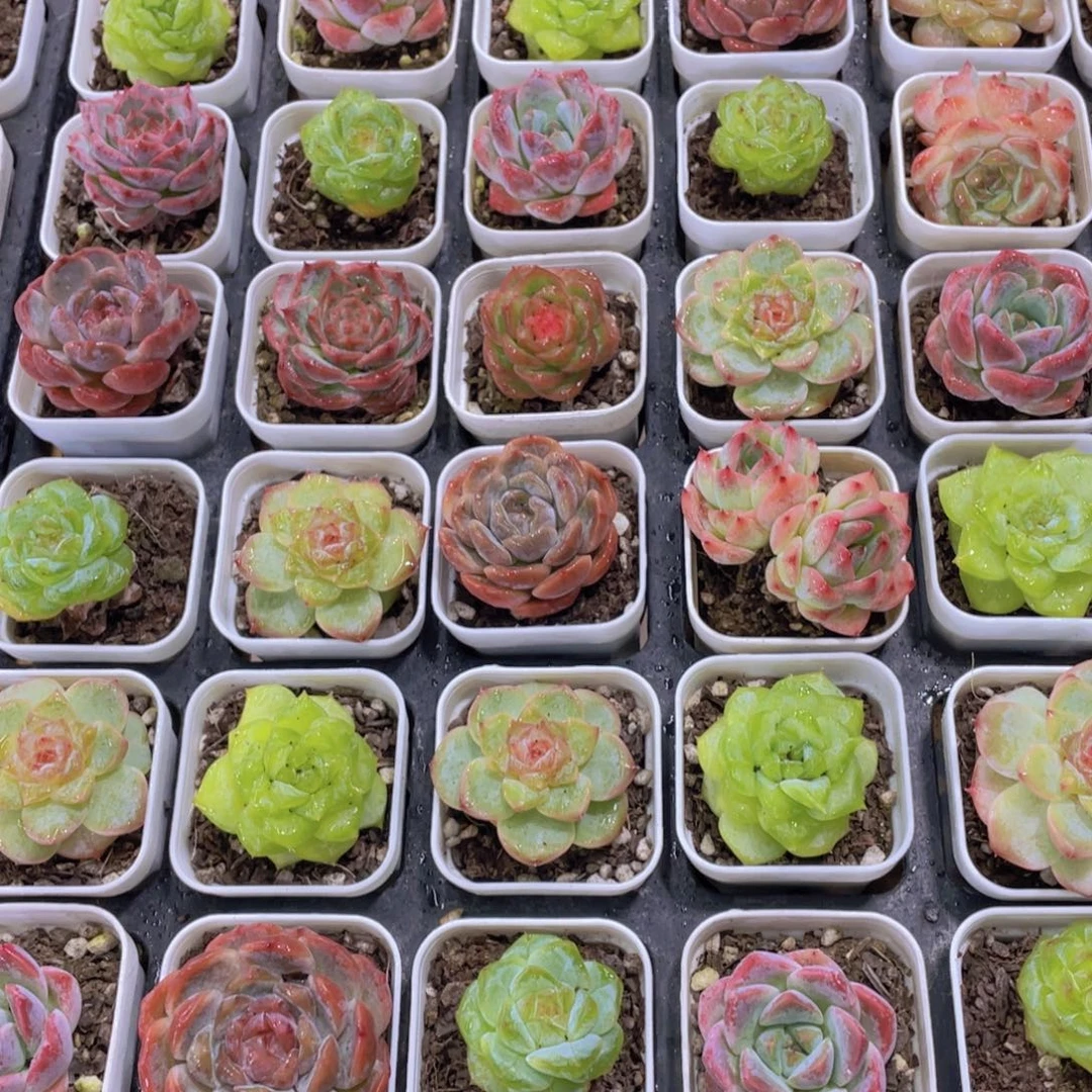 406号 精品珍妮糖心组合六个