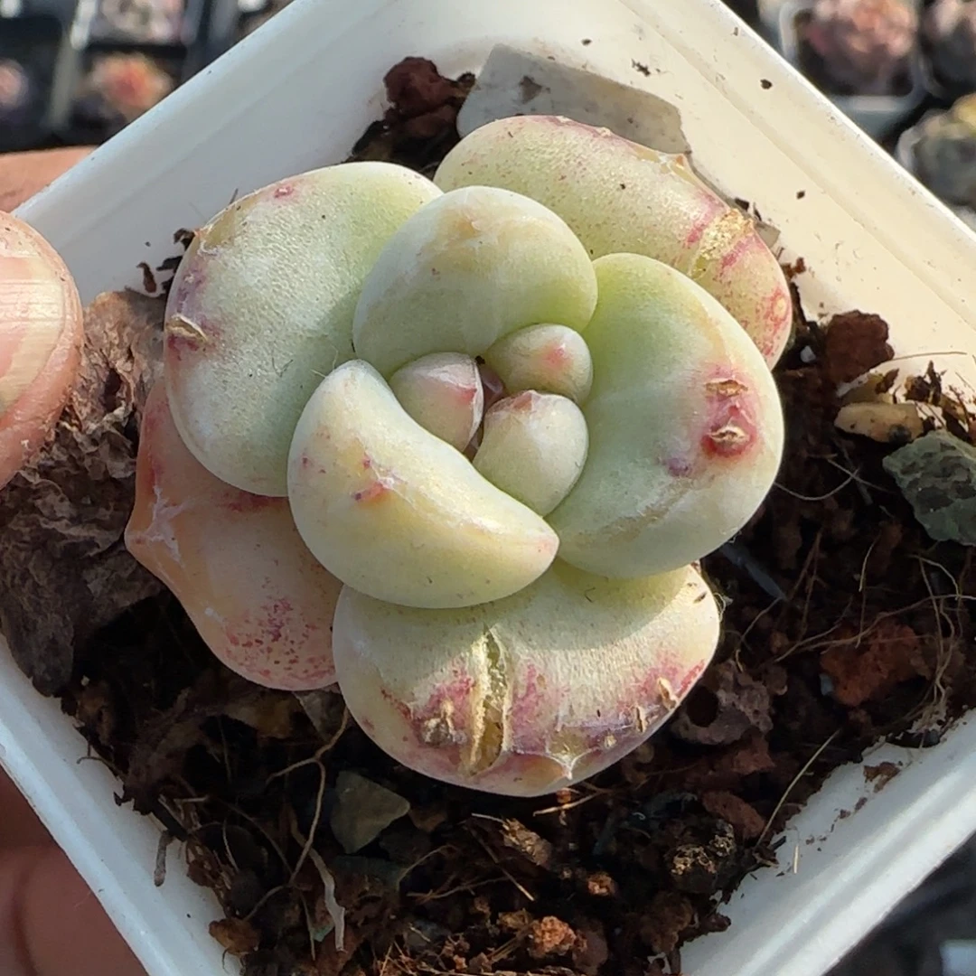 多肉小卡拉米糖心一物一拍